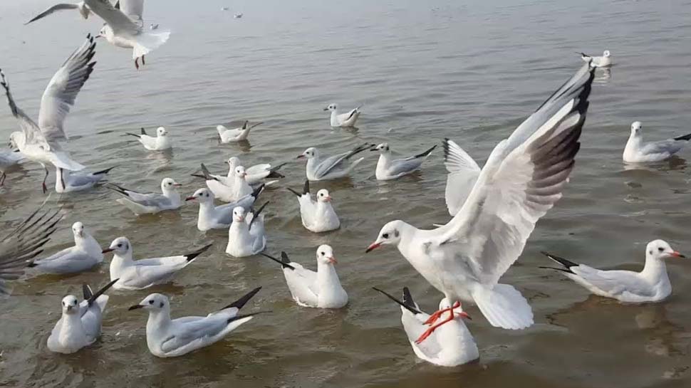 बलाघाट में मंडरा रहा नया खतरा, बड़ी संख्या में साइबेरियन पक्षियों की मौत 