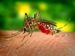 मध्यप्रदेश में बढ़ रहा डेंगू का ख़तरा, मंदसौर में 12 दिनों में 60 से ज्यादा मामले 